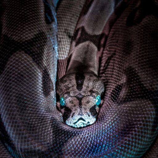 Captivating close-up of a python snake showcasing its intricate scale pattern and distinctive colors.