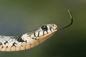 un serpent surement très dangereux