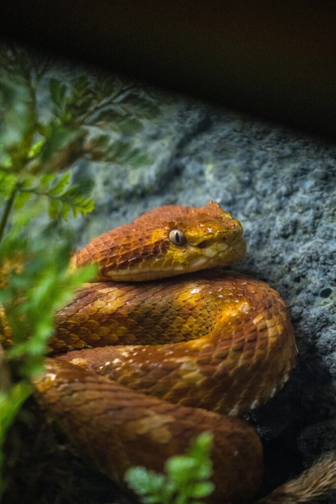 Close-up of an orange snake coiled on a rock, surrounded by greenery, showcasing distinctive scales.