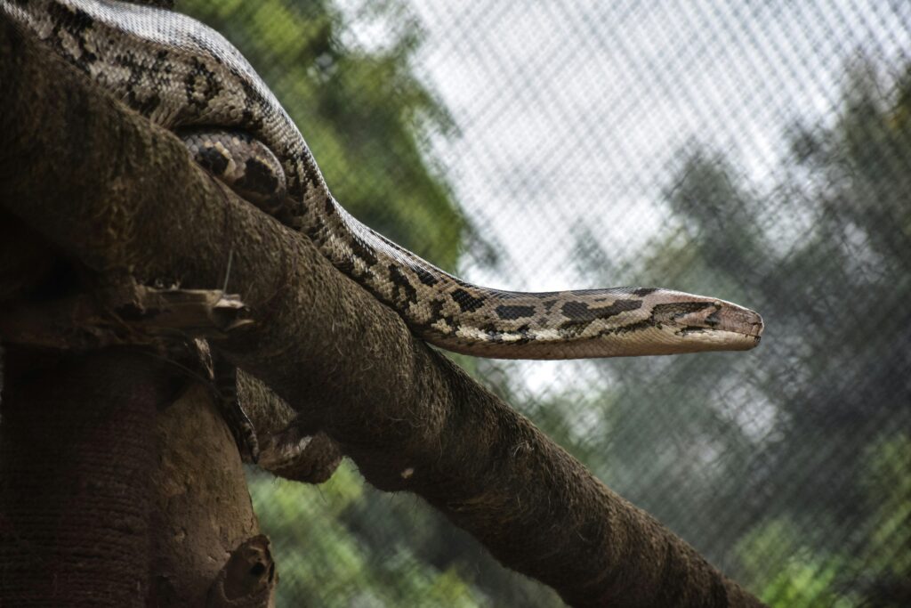A python rests on a tree branch outdoors in Bhubaneswar, showcasing its patterned scales.