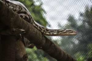 A python rests on a tree branch outdoors in Bhubaneswar, showcasing its patterned scales.