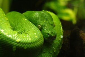 Detailed shot of a vibrant green tree python coiled with scales visible and droplets accentuating its color.